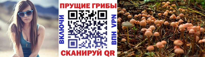 Псилоцибиновые грибы Psilocybine cubensis Подпорожье